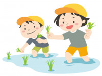 田植え