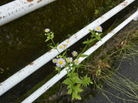 P1010413