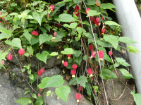 P1010423