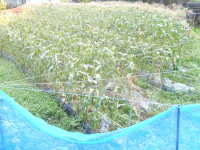 DSCN7525