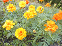 DSCN7519
