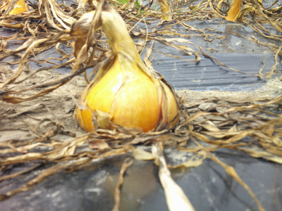 DSCF0168